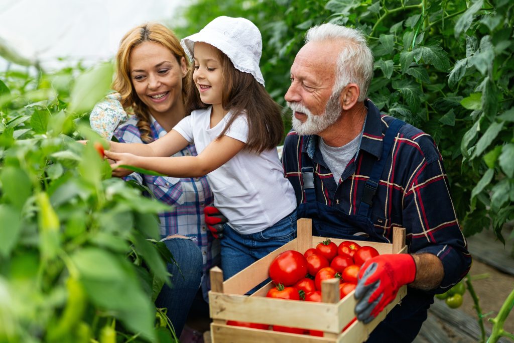 Kind erntet Tomaten zusammen mit zwei anderen Erwachsenen auf einer Biofarm